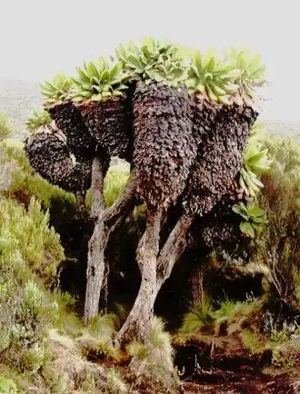 Dendrosenecio kilimanjari.