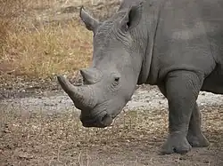 Rhinocéros