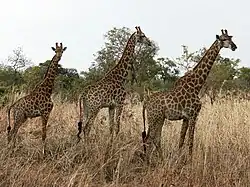 Girafes