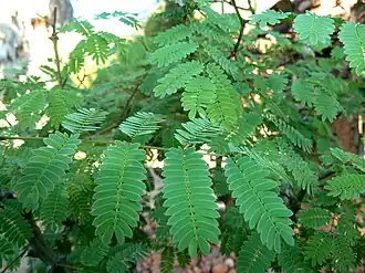 Description de l'image Senegalia galpinii, loof, Safari-tuinsentrum.jpg.