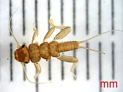 Naïade de plécoptère