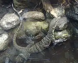 Varan de Sepik(Varanus jobiensis)