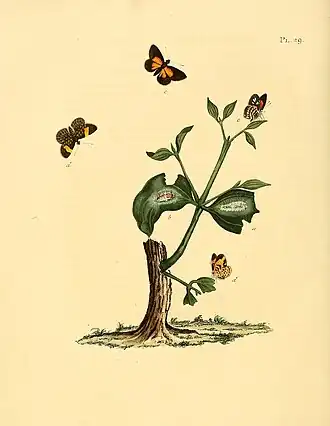 Description de l'image Sepp-Surinaamsche vlinders - pl 029 plate Cariomothis erythromelas.jpg.