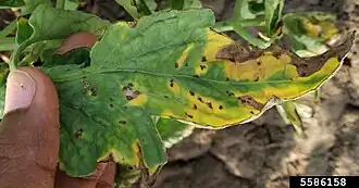 Description de l'image Septoria lycopersici malagutii leaf spot on tomato leaf.jpg.