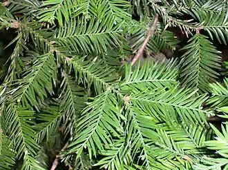 Feuillage (persistant)