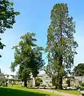 Arbres dans le jardin de l'abbaye