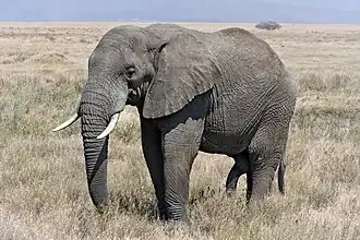 Éléphant d'Afrique dans une savane.