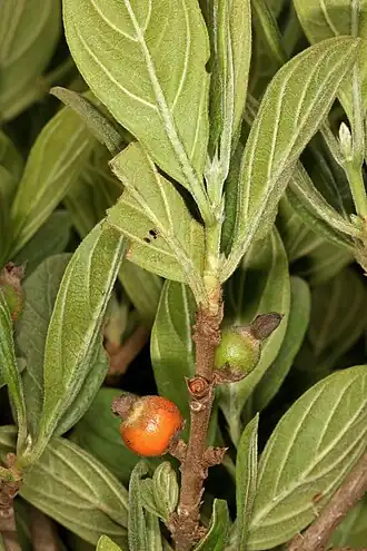 Description de l'image Sericanthe andongensis subsp. legatii 5Dsr 1-1697.jpg.