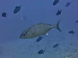 Une sériole limon (Seriola rivoliana)