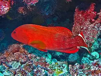 Description de l'image Serranidae - Cephalulopholis urodeta-001.JPG.