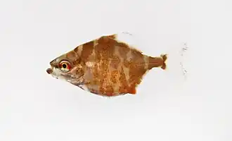 Myleus sp. juvénile