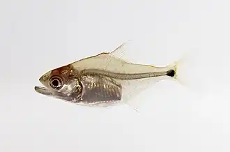 Serrasalmus sp. (juvenile)