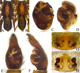 Description de l'image Serratacosa medogensis (10.5852-ejt.2021.762.1455) Figure 3.png.