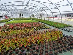 Fleurissement au sein d'une serre de production municipale.