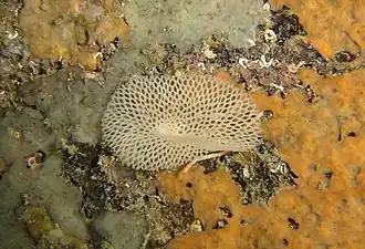 Sertella septentrionalis, un Bryozoa.