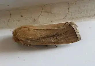 Description de l'image Sesamia nonagrioides. Noctuidae .Xyleninae. Apameini. Sesamiina. (5257594156).jpg.