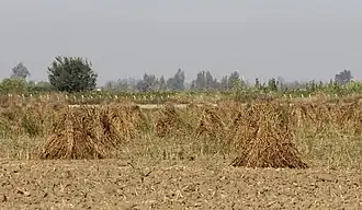 Séchage du sésame à Adana, Turquie, en novembre 2016.