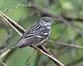 Paruline rayée dans les fourrés le long de la digue.