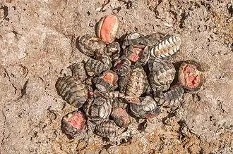 Récolte d’A. granulata sur l'île Margarita.