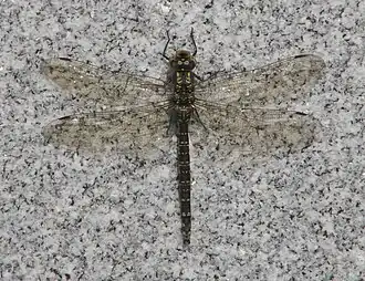 Description de cette image, également commentée ci-après