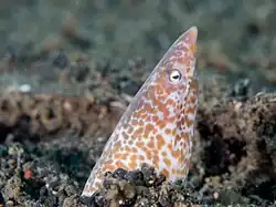 Apterichtus klazingai