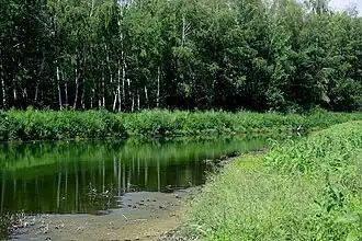 Image illustrative de l’article Forêt de Chepkinski