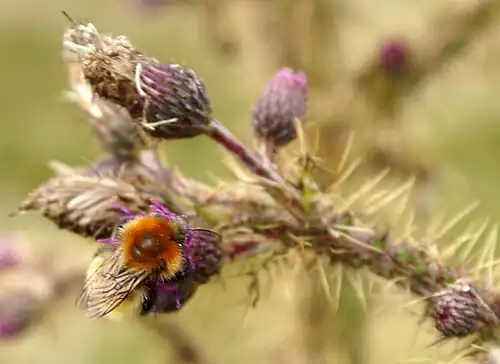 Sous-espèce Bombus muscorum agricolae butinant une Cirse, archipel des Shetland.