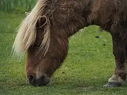 Shetland alezan crins lavés, vu de profil, broutant.