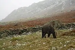 Dans un paysage accidenté et rocheux, un poney noir broute paisiblement alors qu'il est battu par la pluie, la neige et le vent.