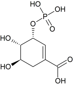 Image illustrative de l’article Acide 3-phosphoshikimique