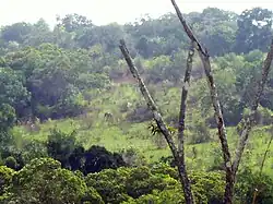 Shimba hills (Kenya)