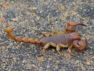 Description de l'image Shiny Burrowing Scorpion (Opistophthalmus glabrifrons) (12751457164).jpg.
