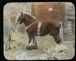 Photographie couleur ancienne sur plaque d'un cheval vu de profil.