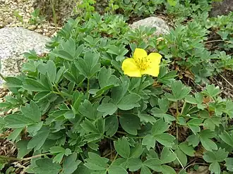 Description de l'image Sibbaldia miyabei 1.JPG.