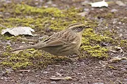 Photographie d'un Accenteur montanelle au sol.
