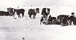 Les poneys de l'expédition.