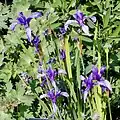 Iris ruthenica - Fleurs