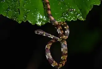 Description de l'image Sibon annulatus.jpg.