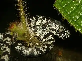 Description de cette image, également commentée ci-après