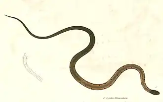 Description de l'image Sibynophis melanocephalus Hardwicke.jpg.