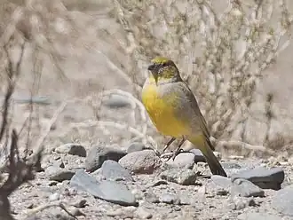 Description de l'image Sicalis lutea - Puna Yellow-Finch; San Antonio de los Cobres, Salta, Argentina (cropped).jpg.