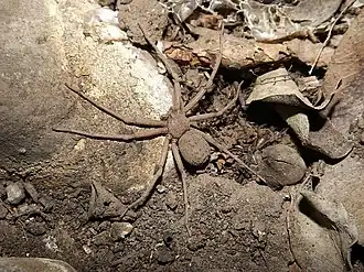 Description de cette image, également commentée ci-après