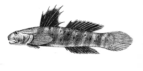 Sicyopterus fasciatus