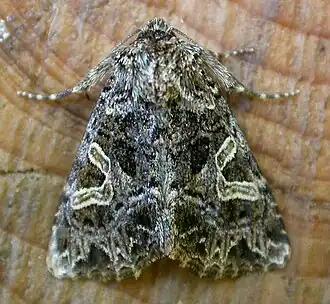 Description de cette image, également commentée ci-après