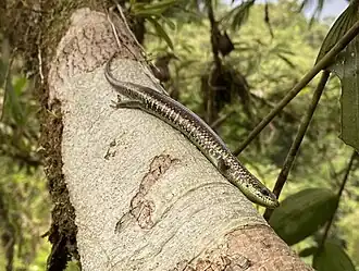 Description de l'image Siderolamprus hylaius 292376626 (cropped).jpg.