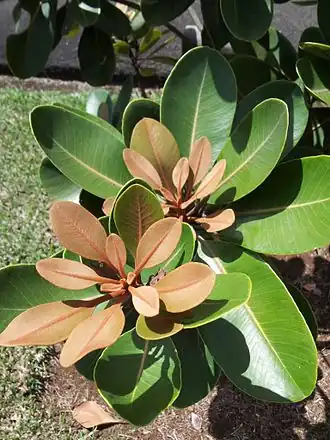 Description de l'image Sideroxylon puberulum - Manglier rouge - Mauritius.jpg.