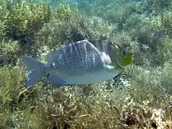 Siganus vermiculatus