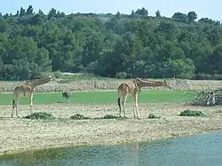 Girafes du Kordofan.