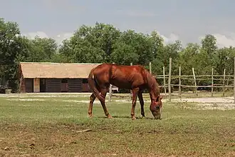 Image illustrative de l’article Cheval au Cambodge
