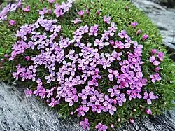 Silene acaulis(Vanoise, France).